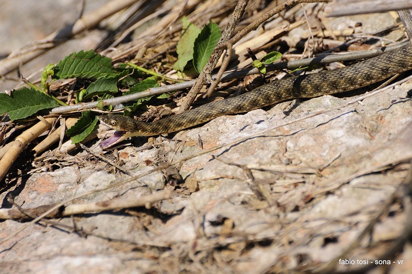 Natrix tessellata: famiglia allargata o famiglia stipata?